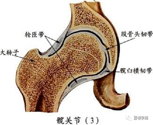 最全人体解剖学图谱