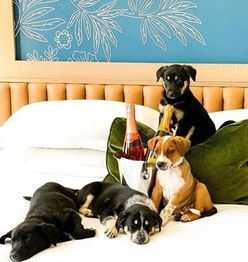 酒店提供狗狗陪睡服务,一晚高达五千块,顾客还都觉得超值