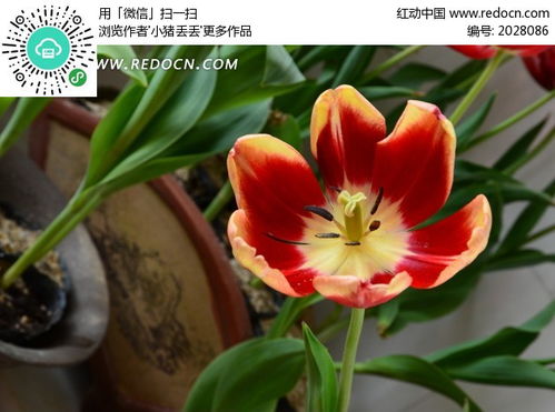 郁金香的花蕊是什么颜色