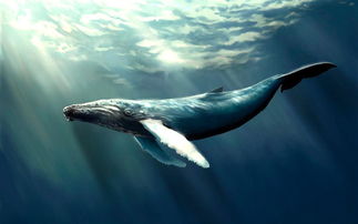 鲸鱼的图片（鲸鱼种类图片）