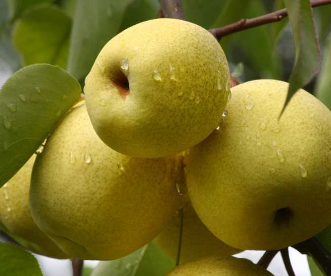 梨树的品种有哪些,什么梨树品种可长成高大的树？