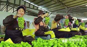 云南水果产业现状分析与发展对策,宾川为什么被称为水果之乡