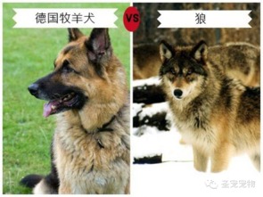 9种长的最像狼的狗狗,第3种已经被国际禁养 