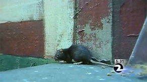 旧金山女子将老鼠当宠物 疑患上精神疾病