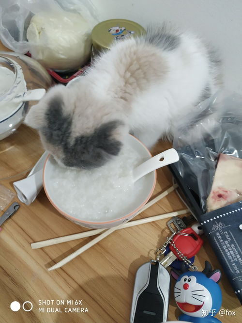 猫能喝粥吗 