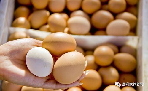 土鸡蛋比红皮鸡蛋好吗 吃鸡蛋也有讲究