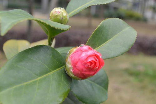 家里种樱桃树风水好吗(家里栽樱桃树好吗