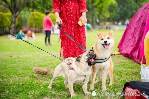 讲真,没事要常在小区遛遛狗,不然有些事你解释不清楚