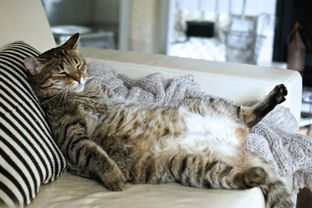 胖猫减肥不能靠运动 N个办法让它动起来
