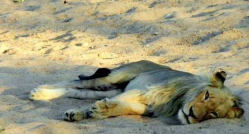 狮子躺着一动不动以为在午休,男子走近看清后 怪不好意思的