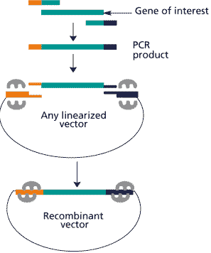 PCR克隆的最新篇章 Bye bye 告别讨厌的PCR产物酶切和T载体 