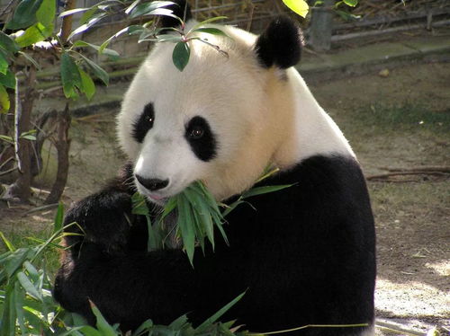 大熊猫这么可爱,竟然是因为吃竹子 丨好物推荐