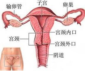 子彬老师分享 私密呵护 女性私密保养,你不得不学习的常识