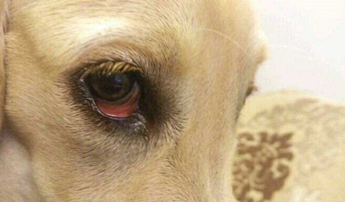 狗眼睛红一直流泪