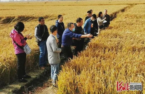 农业植保技术专家建议，白酒喷植物可以杀虫吗(白酒可以给植物消毒吗)