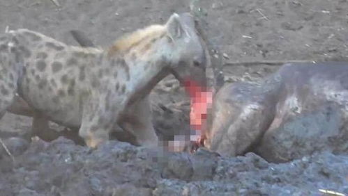 鬣狗活吃水牛,掏肛致肠子外露,头伸进肚子,满脸鲜血