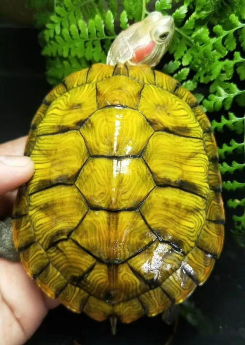 想知道红耳巴西龟离开水以后还能活多久吗 