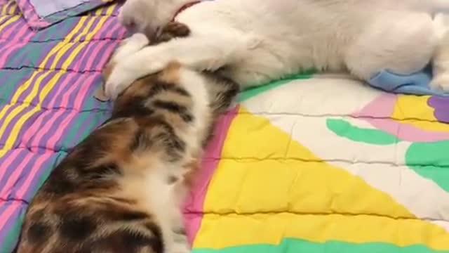 两只猫咪打架 