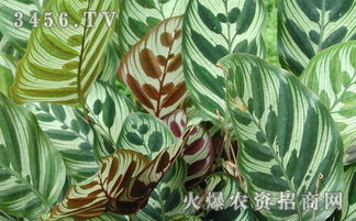 孔雀竹芋常见的病虫有哪些？