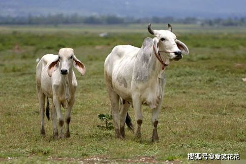 属牛人 1月21号不宜出门办事,你知道1月21号是什么日子吗