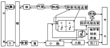 人体循环系统冷知识？人体循环系统讲解(人体循环系统解剖图)