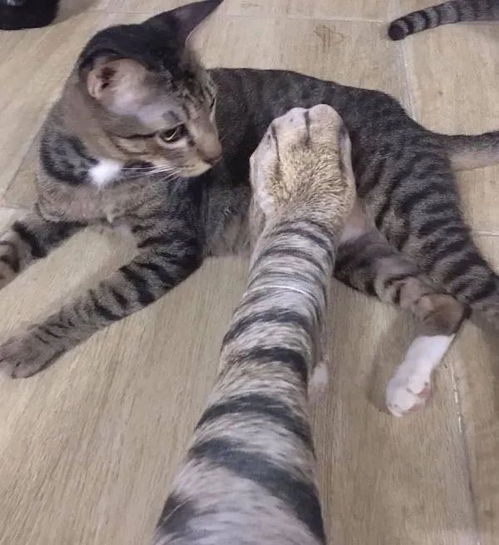 买了两双猫袜子,穿上后,把猫都给看懵了