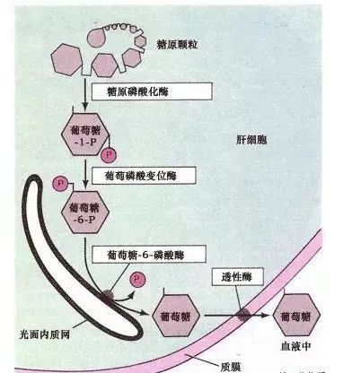 肌糖原为什么不能分解成葡糖糖来补充血糖