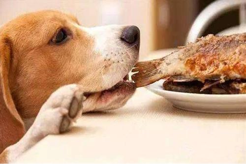 狗狗缺钙吃什么 狗狗吃骨头真的可以补钙吗