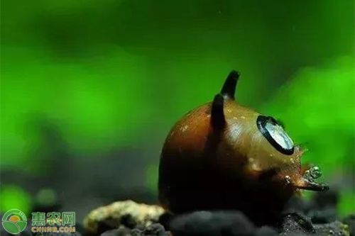 蜜蜂角螺怎么繁殖,蜜蜂在什么气温下产卵