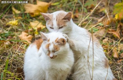 猫咪为什么咬脖子（揭秘猫咪咬脖子的原因和意义）