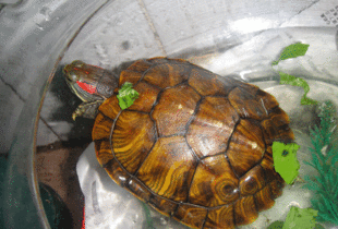 长寿龟怎么养 长寿龟的饲养方法 