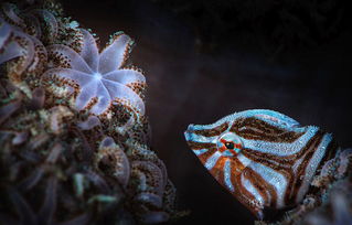 海底万花筒 探秘色彩斑斓的深海生物