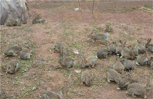 散养兔子养殖技术可行吗 散养兔的可行性分析