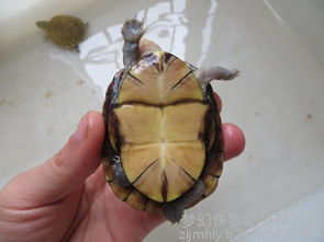 虎纹蛋龟和巨头蛋龟哪个成体好看 