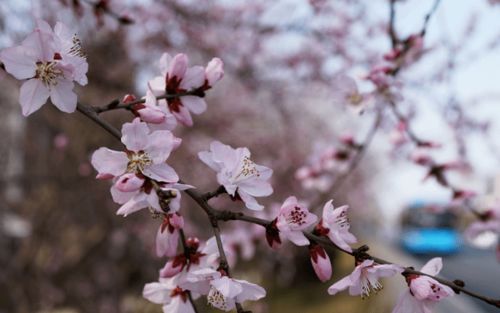 山桃花散文