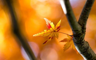 唯美秋天树枝与树叶图片