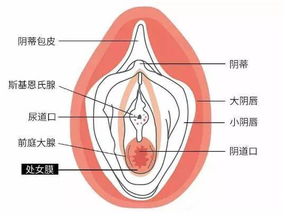 应勤别装了,处女情结不就是她没经验不嘲笑你短细快么