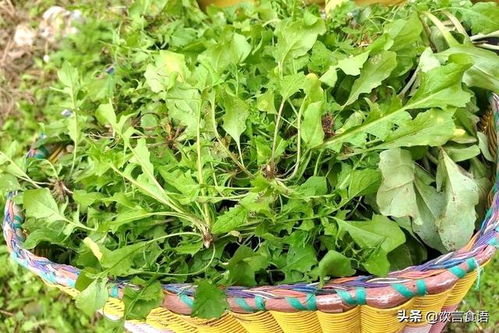 春天在农村挖野菜 煮碗臊子面尝尝鲜