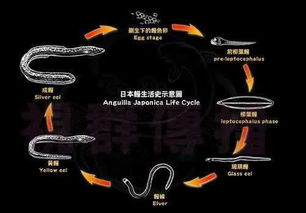 6 个鳗鱼冷知识,濒临灭绝是因为太污 