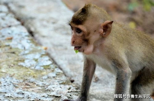 生肖猴 大难当头不会飞,这两个人会真正陪伴你一生,你知道谁吗