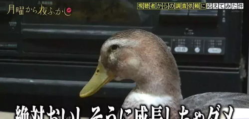 这位把鸭子当宠物养的日本奶奶,一直在试探的边缘徘徊