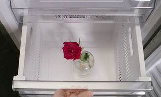 海尔 科技之声 冷柜里玫瑰破碎的干脆声才是速冻