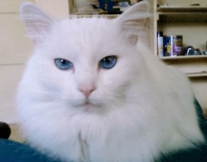 纯白蓝眼的猫都是聋子 4种纯白类型知道两个就算你专业