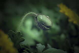 沾花惹草