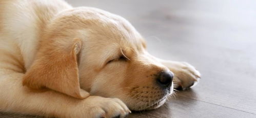 狗狗会不会像人类一样做梦呢 它们做梦又代表了什么含义