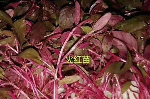 20多种盘饰摆设方法,让你的出品更加悦目 附花草名称