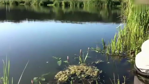 户外休闲 跪在水边用手掌长的鱼竿,简直太不可思议了 