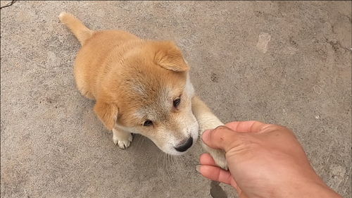 看别人训狗那么容易,怎么到自己训田园犬却那么难 