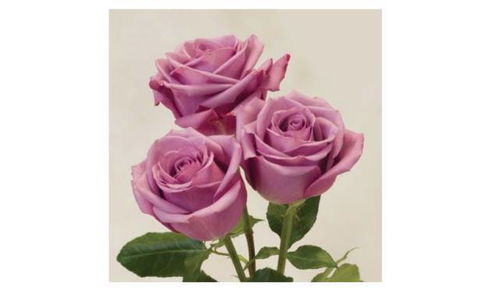 关于玫瑰,你到底了解多少丨西安花艺培训丨那些花儿 