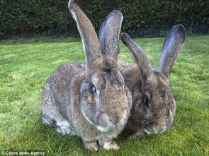 双语揭秘 全世界最大的兔子有多大 